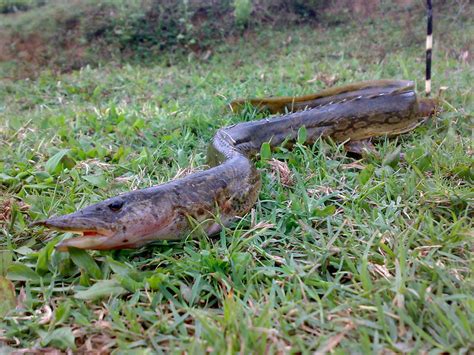 aaral fish